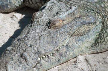 Crocodile on a Beach 3