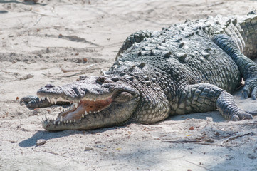 Crocodile on a Beach 1