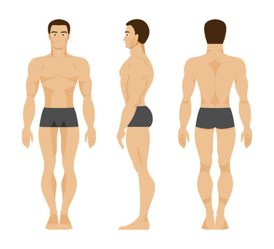 Male anatomy. Vector Illustration