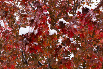freshly fallen snow on fall foliage