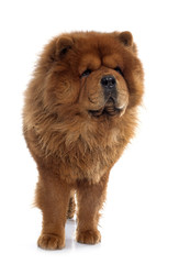 chow chow dog