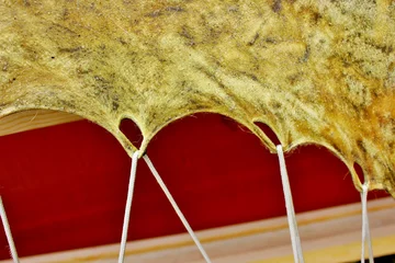 Photo sur Plexiglas Arctique Traditional processing of animal skin