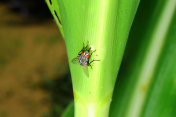 fly insect on corn leaf