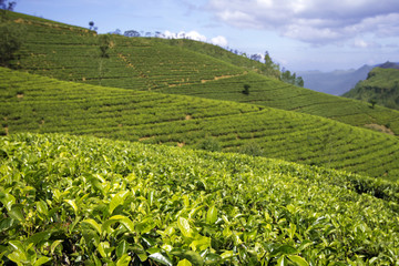 Fototapeta na wymiar Sri Lanka tea garden mountains