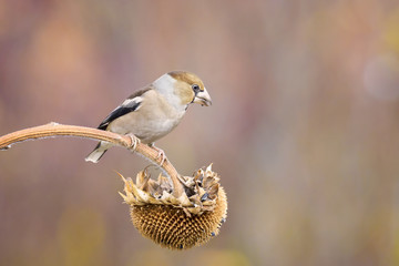 female hawfinch bird on sunflower in nature outdoor
