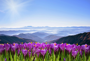 Obraz premium Fantastic landscape with crocuses on a background of mountains i