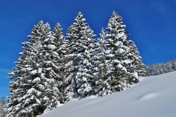 Tannen im Schnee