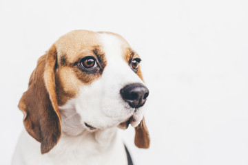Head of tricolor beagle dog looking aside on white background