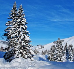 Verschneite Nadelbäume