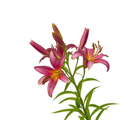 The branch of pink lilies Oriental Hybrids with buds
