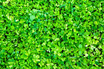 Vibrant Green Foliage Background.