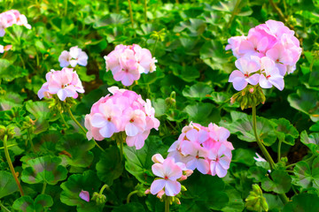 Beautiful Soft Pink Geraniums in garden.