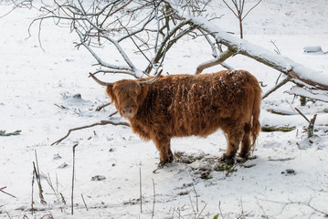 Vache Highland Cattle dans la neige en Alsace