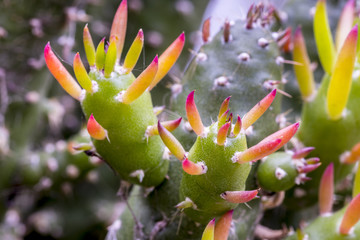 Detail view of a cactus plant