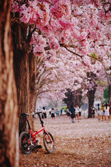 Tabebuia heterophylla (Pink Trumpet Tree )