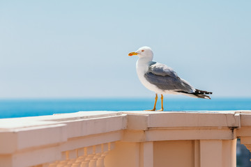 White Seagull on the seafront of Monaco, Monte Carlo
