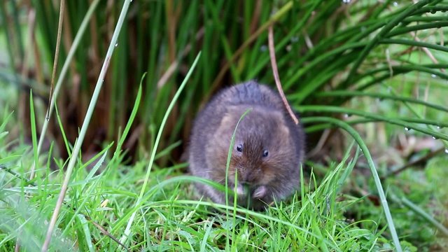 Water Vole Eating