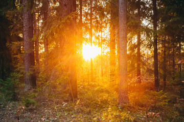 Fototapeta premium Sun shining through trees. Beautiful bright Sunset Sunrise in Au