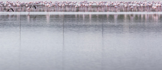 African flamingos in the lake over beautiful sunset, flock of ex
