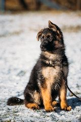 Young Brown German Shepherd Puppy Dog outdoor