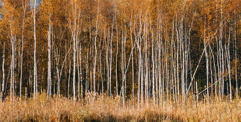 Panorama of Beautiful Birch forest in autumn season. 