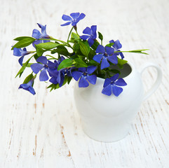 Blue Perwinkle flowers