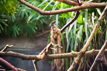 monkey  sitting on a tree branch