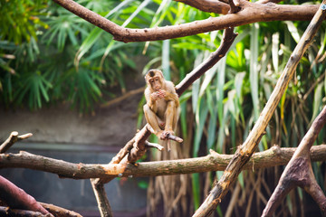 monkey  sitting on a tree branch