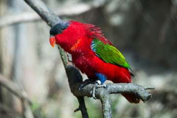 The court parrot ,colorful