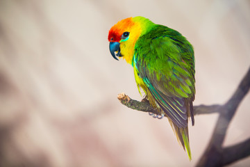 The court parrot ,colorful
