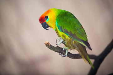 The court parrot ,colorful