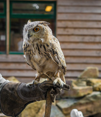 Eagle owl on the arm of a man