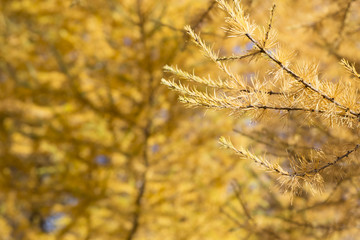 yellow tamarack larch tree in autumn against blue sky