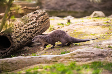  otter standing on a rock with prey in the teeth