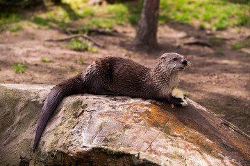  otter standing on a rock with prey in the teeth