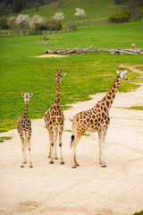 Group of giraffes walking on sandy terrain.