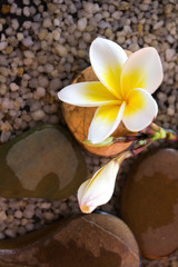 plumeria or frangipani decorated on water and pebble rock