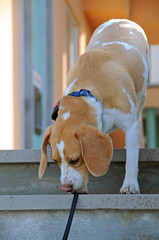 Beagle descends the stairs