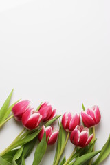 Fototapeta premium Tulipanki