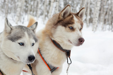 Husky dogs on winter landscape