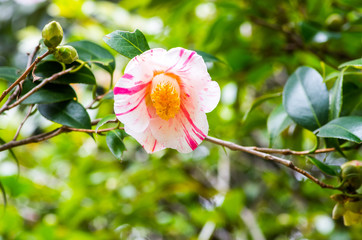 Camellia