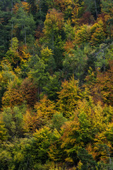 Fototapeta premium Bunter Schweizer Herbstwald im Wallis, Schweiz