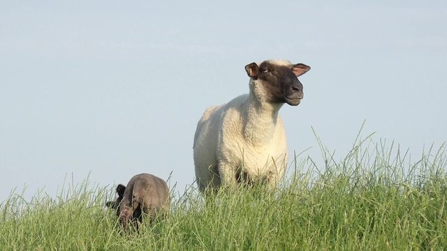 Schaf und Lamm auf der Wiese