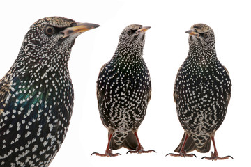 Two Starling
