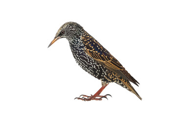 Starling