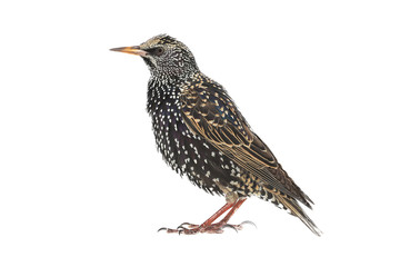 Starling