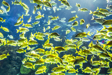 Naklejka na ściany i meble Underwater view of marine life