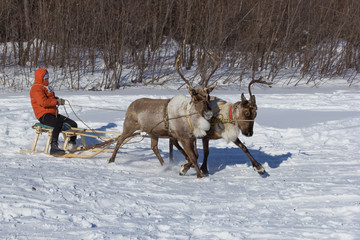 reindeer team © asb63