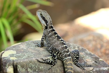 Eastern australian water dragon
