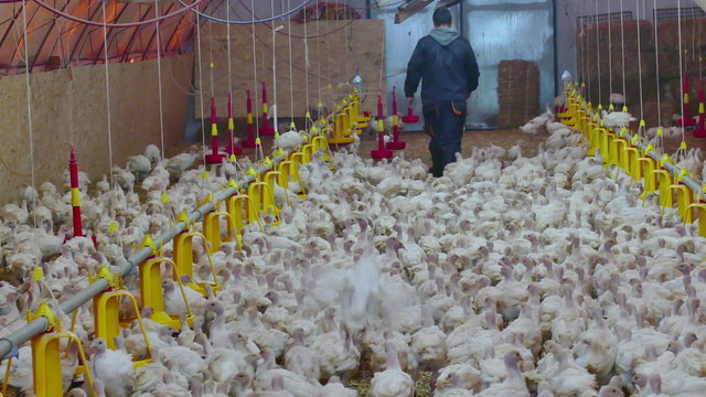 Farm of Turkeys Birds, Video clip